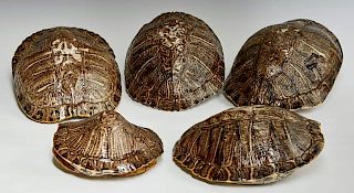 Group of Five Box Turtle Shells, Mississippi, Larg