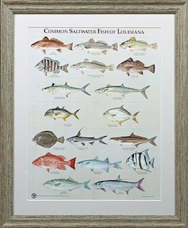 "Common Saltwater Fish of Louisiana," 20th c., col