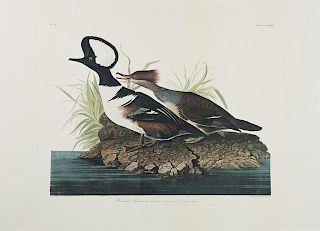 John James Audubon (1785-1851), "Hooded Merganser,