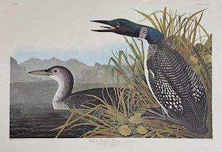 John James Audubon (1785-1851), "Great Northern Di