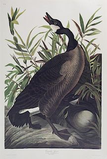 John James Audubon (1785-1851), "Canada Goose," No