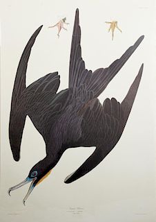 John James Audubon (1785-1851), "Frigate Pelican,"