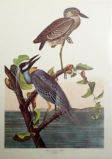 John James Audubon (1785-1851), "Yellow-Crowned He