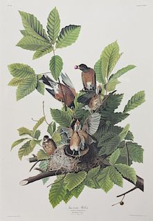 John James Audubon (1785-1851), "American Robin,"