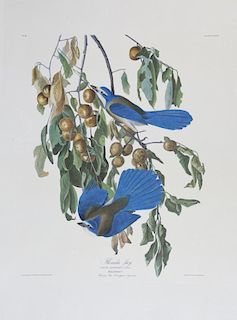 John James Audubon (1785-1851), "Florida Jay," No.