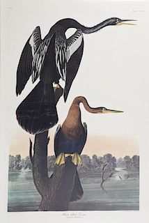 John James Audubon (1785-1851), "Black-bellied Dar