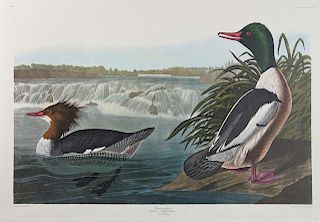 John James Audubon (1785-1851), "Goosander," No. 6
