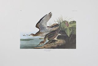 John James Audubon (1785-1851), "Black-Throated Bl