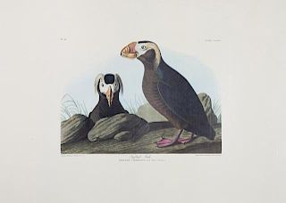 John James Audubon (1785-1851), "Rough-Legged Falc