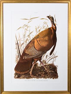 John James Audubon (1785-1851), "Wild Turkey," Pla