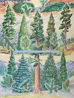 Conifers _ The Pictorial Cyclopedia of Nature
