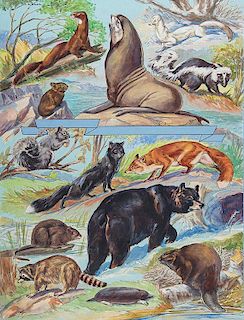 Fur Bearing Animals _ The Pictorial Cyclopedia of Nature