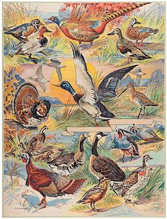 American Game Birds _ The Pictorial Cyclopedia of Nature