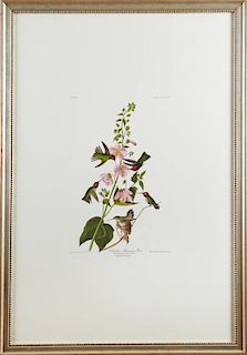John James Audubon (1785-1851), "Columbian Humming