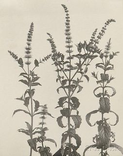 Edwin Hale Lincoln (American, 1848-1938)      Two Wildflower Studies: Habenaria Hookeriana. Hooker's Orchis