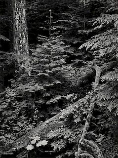 Ansel Adams (American, 1902-1984)      Forest, Early Morning, Mount Rainier Park, Washington