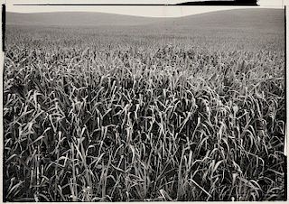 Ansel Adams (American, 1902-1984)      Field of Grasses, Laguna Niguel