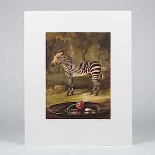 Sherrie Wolf (b. 1952) Zebra, Photogravure and aquatint with hand-coloring on Fabriano paper,