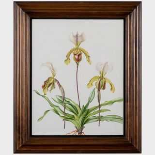 Brigid Edwards: Parrot Tulip 'Fantasy'; Hellebore; and Slipper Orchid