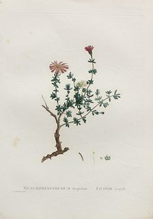 Pierre Joseph Redoute - Mesembryanthemum hispidum