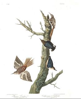 John James Audubon (After) - Brown Creeper