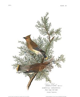 John James Audubon (After) - Cedar Bird