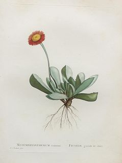 Pierre Joseph Redoute - Mesmbryanthemum caninum