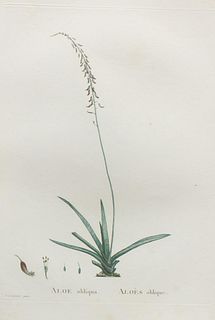 Pierre Joseph Redoute - Aloe obliqua