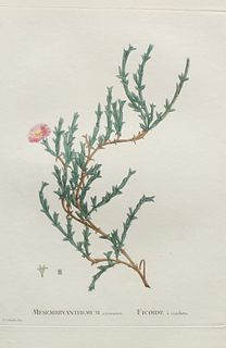 Pierre Joseph Redoute - Mesembryanthemum uncinatum