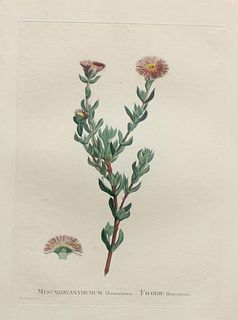Pierre Joseph Redoute - Mesembryanthemum filamentosum