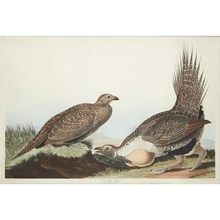 John James Audubon (After) - Cock of the Plains