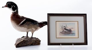 Taxidermy Duck with Framed Duck Picture