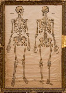MAX BRÖDEL AND FRANZE FROHSE: FROHSE ANATOMICAL CHARTS: HUMAN SKELETON, FRONT VIEW AND BACK VIEW