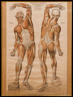 FRANZE FROHSE: ANATOMICAL CHARTS