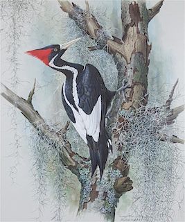 * Basil Ede, (British, b. 1931), Ivory-Billed Woodpecker, 1974