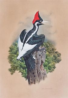 * Axel Amuchastegui, (Argentinean, 1921-2002), Ivory-billed Woodpecker