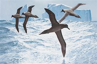 * Keith Shackleton, (British, b. 1923), South Atlantic Albatross, 1983