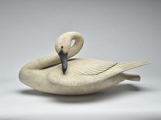 Full size preening swan, Frank Finney, Cape Charles, Virginia.