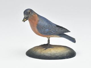 Eastern bluebird, Frank Finney, Cape Charles, Virginia.