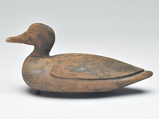 Blue wing teal from Hog Island, Virginia, 1st quarter 20th century.