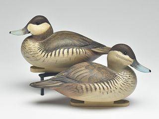 Rigmate pair of gunning model ruddy ducks, Ward Brothers, Crisfield, Maryland.