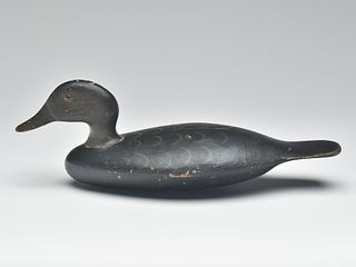 Black duck, Harvey Stevens, Weedsport, New York, last quarter 19th century.