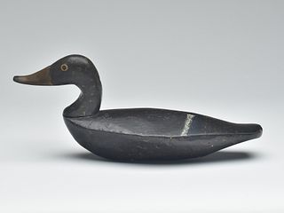 Rare black duck, Alexander Bennett, Havre de Grace, Maryland, last quarter 19th century.