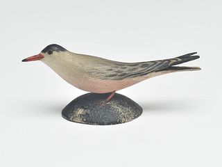 Early miniature tern, Elmer Crowell, East Harwich, Massachusetts.