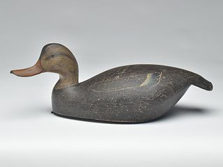 Hollow carved black duck, Frank Finney, Cape Charles, Virginia.