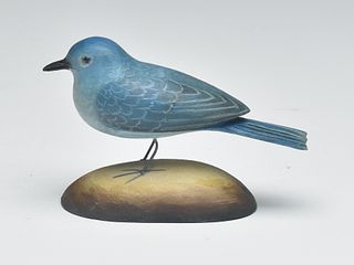 Mountain bluebird, Frank Finney, Cape Charles, Virginia.