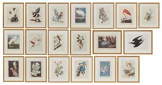 After John James Audubon (Haitian/American, 1785-1851), Nineteen Decorative Bird Prints, presented in matching gilt frames, H.- 11 1/4 in., W.- 8 1/2 