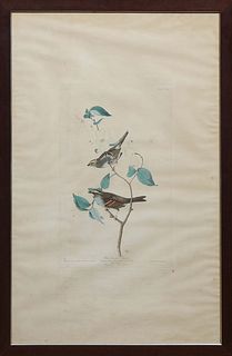 John James Audubon (American, 1785-1851), "White Throated Sparrow," No. 2, Plate VIII, engraved by W.H. Lizars, presented in a wood frame, H.- 36 3/4 