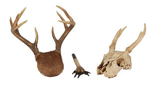 Group of Three Animal Items; Kangaroo Paw Back Scratcher, a deer Skull, and a Pair of Nine Point Antlers, on a fur covered wooden mount, Antlers- H.- 