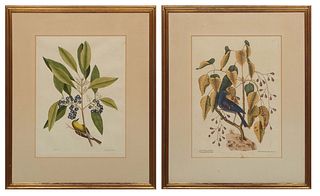 Mark Catesby (English/American, 1683-1749), "The Purple Gross-beak, The Poison Wood," and "Bird with Laurel and Berries," pair of hand-colored lithogr